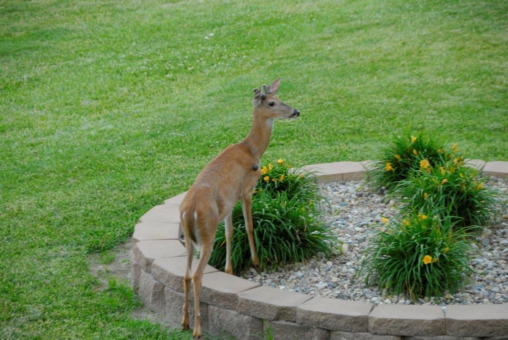 Deer